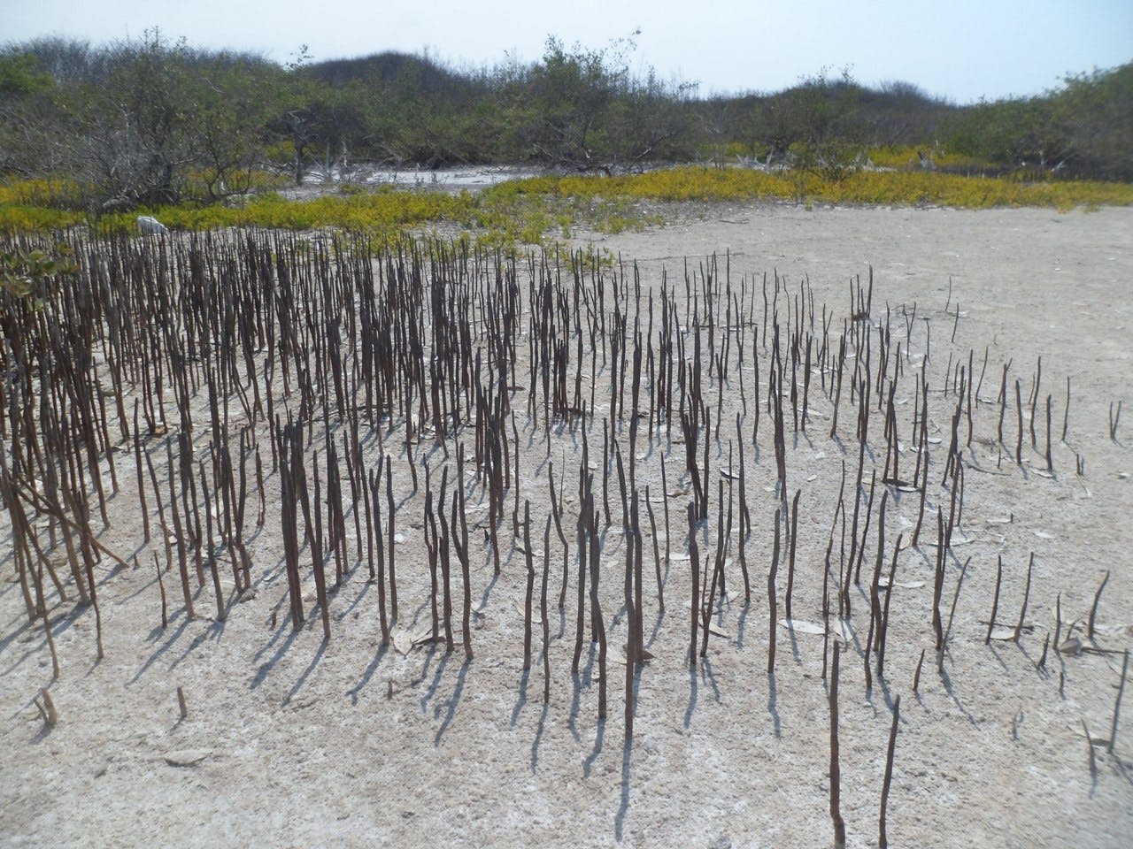 La Costa Xeric Shrublands One Earth